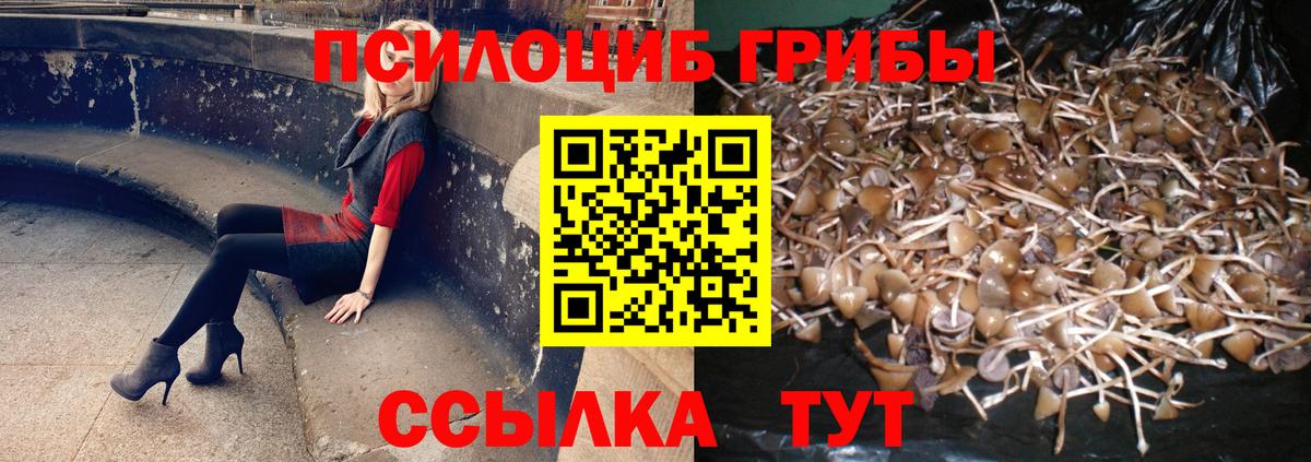 Пенза  Псилоцибиновые грибы Magic Shrooms  Вход с VPN  Псилоцибиновые грибы GOLDEN TEACHER 